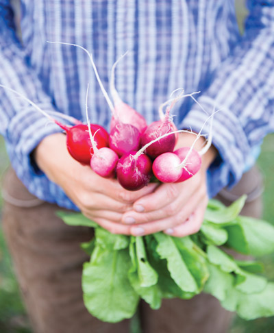 Radishes, Greyfield Inn, Cumberland Island, Georgia