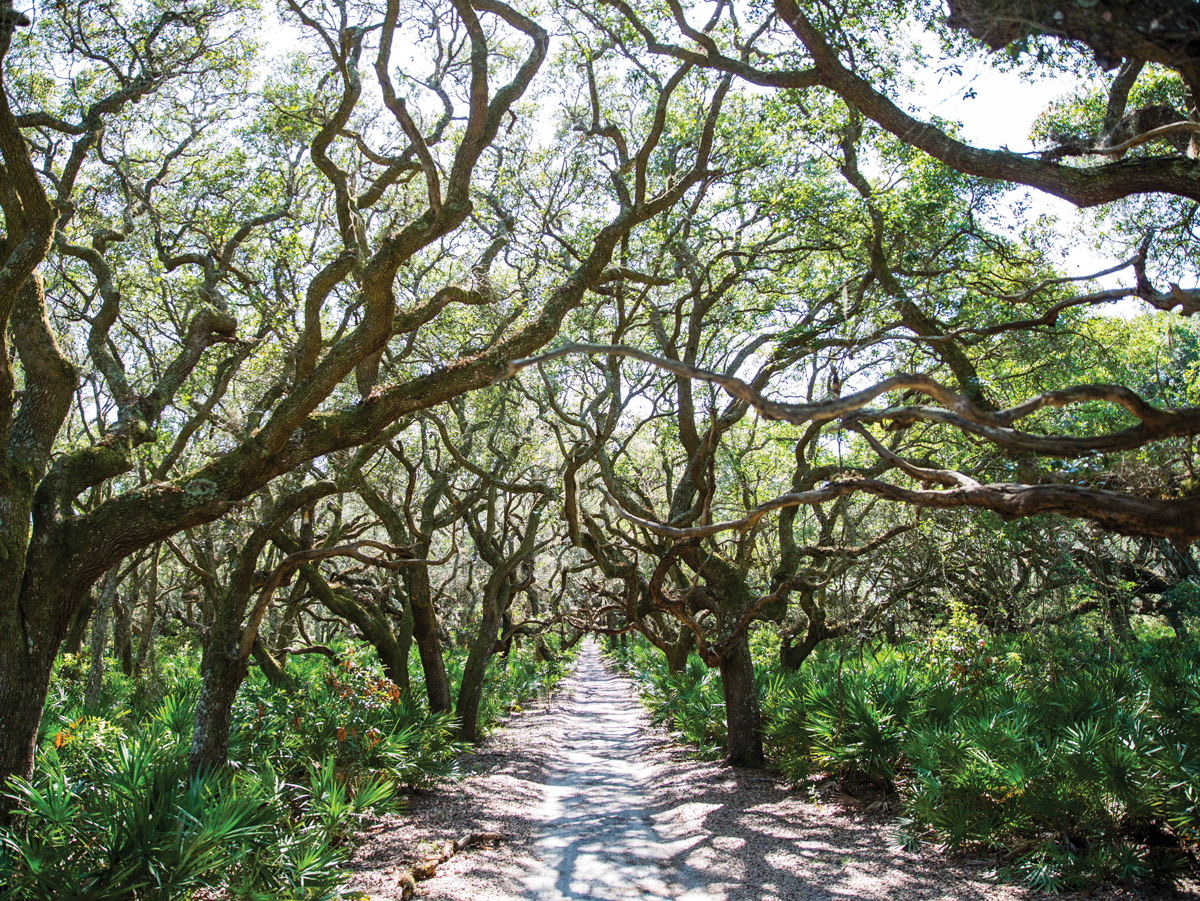 sand-lane road, Cumberland Island