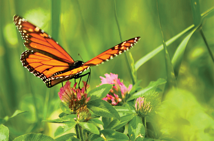 How to attract butterflies to your yard