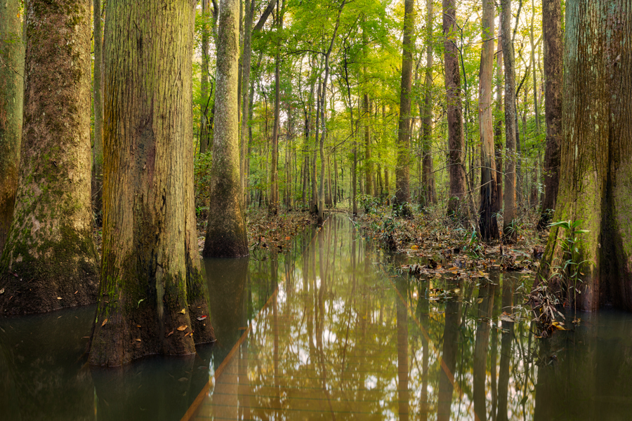 are dogs allowed at congaree national park