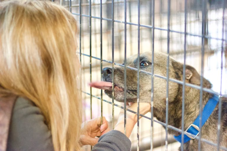 As two Atlanta animal shelters launch expansions, here’s how you can give back