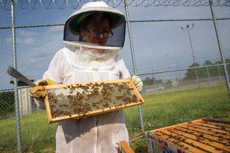 At Georgia’s Arrendale State Prison, women inmates forge a bond by keeping bees