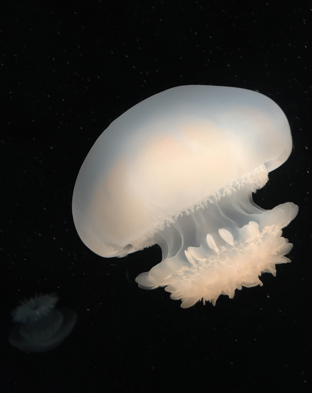 cannonball jellyfish