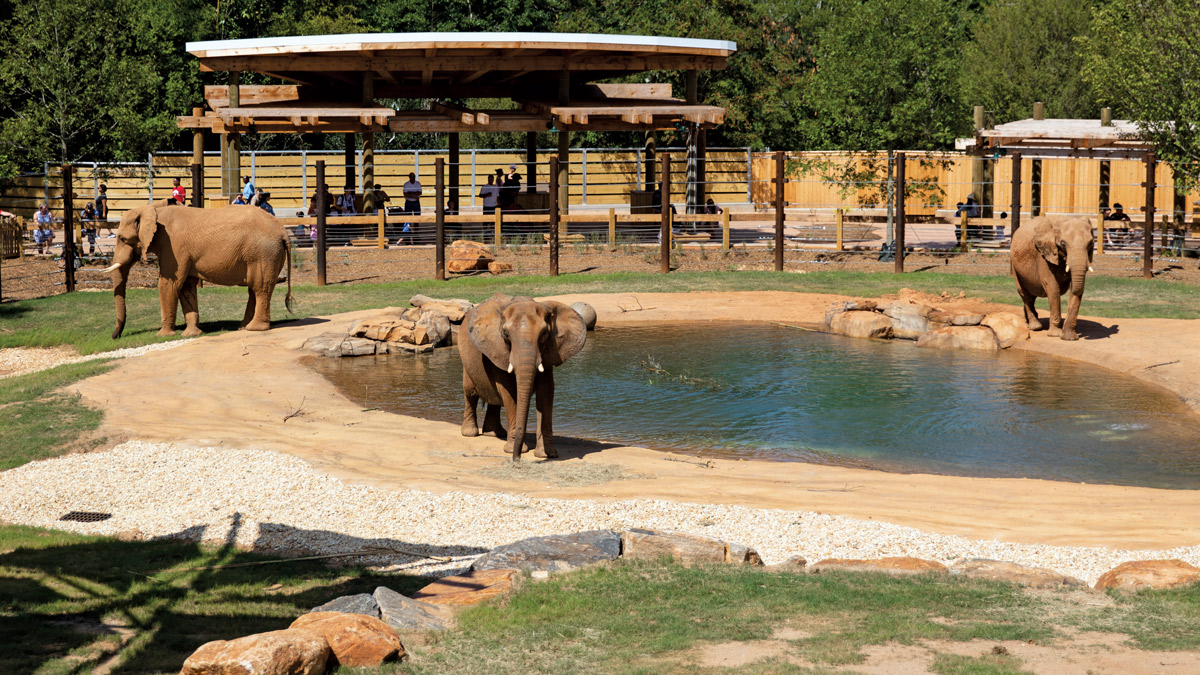 Meet all creatures great and small at these 5 zoos around the South