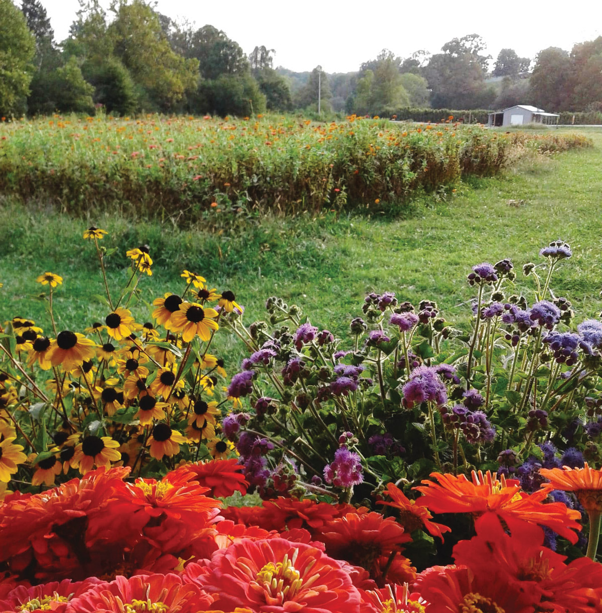 Where to pick and by flowers in Georgia