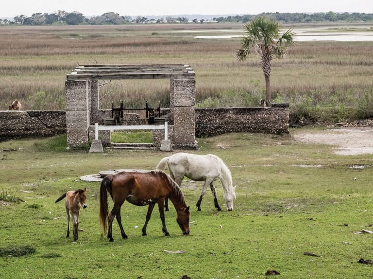 A road trip along Georgia’s coast invites travelers to take a walk on the wild side