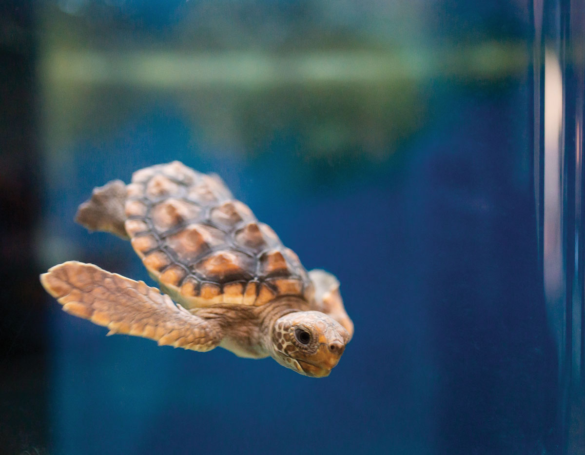 Jekyll Island Sea Turtles