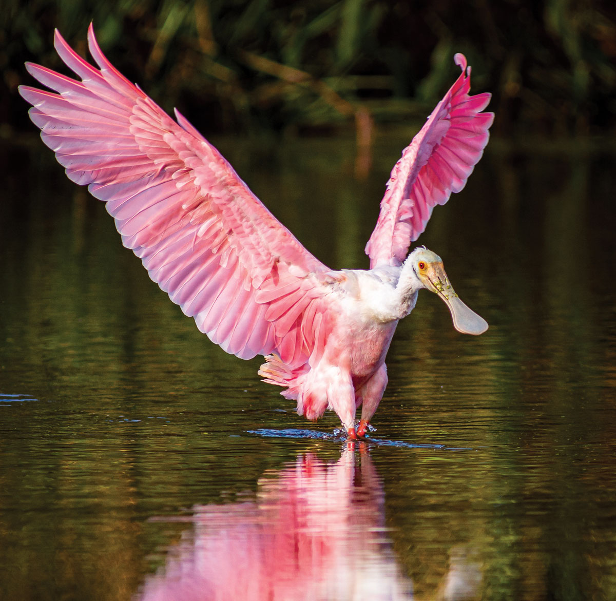 Roseate Spoonbills