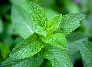 Why you should grow mint in the winter in Georgia
