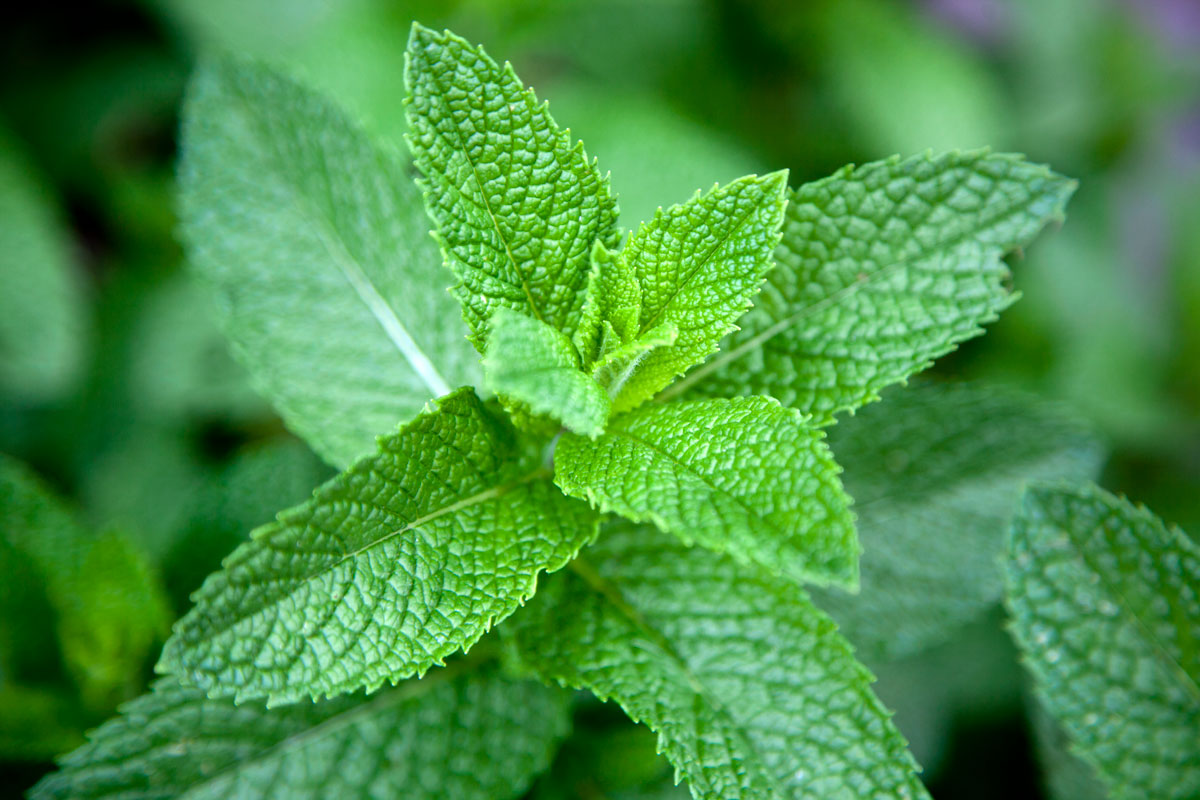 the kudzu of herbs: why you should grow mint during the winter in