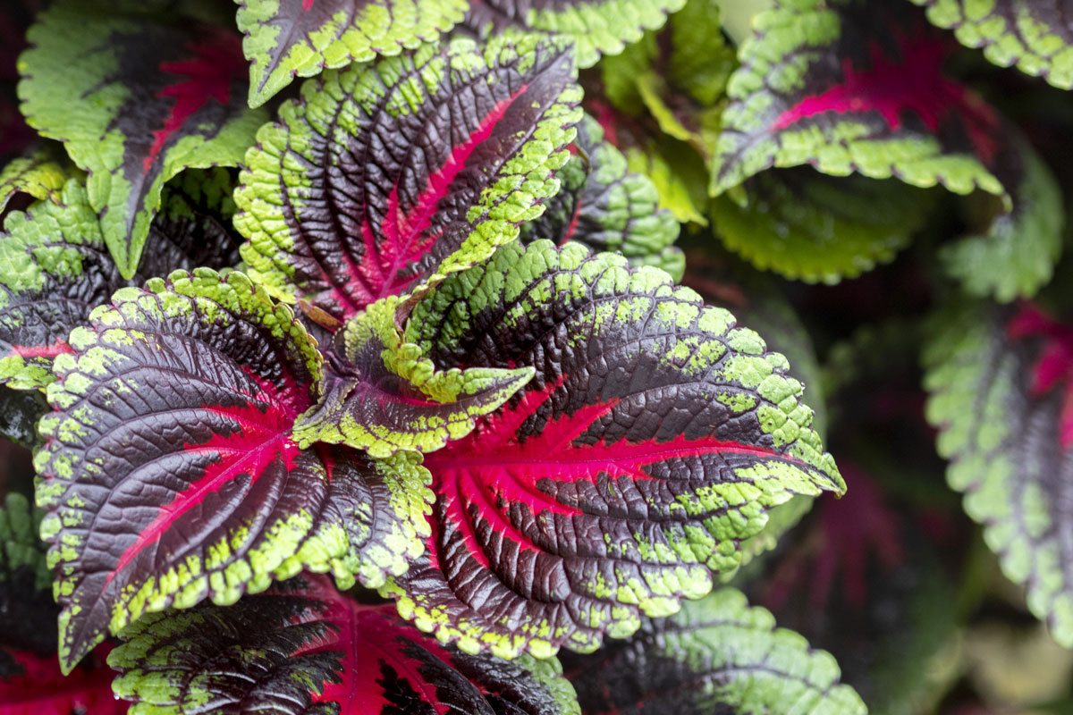 A coleus for all of us: How to grow the colorful plant in Georgia - Atlanta Magazine