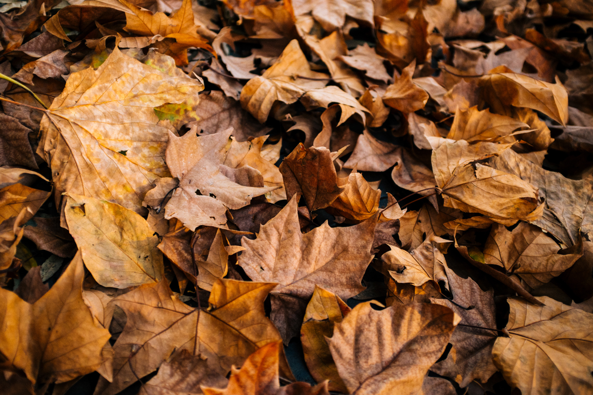 Your dead leaves are far more valuable for your garden than you think