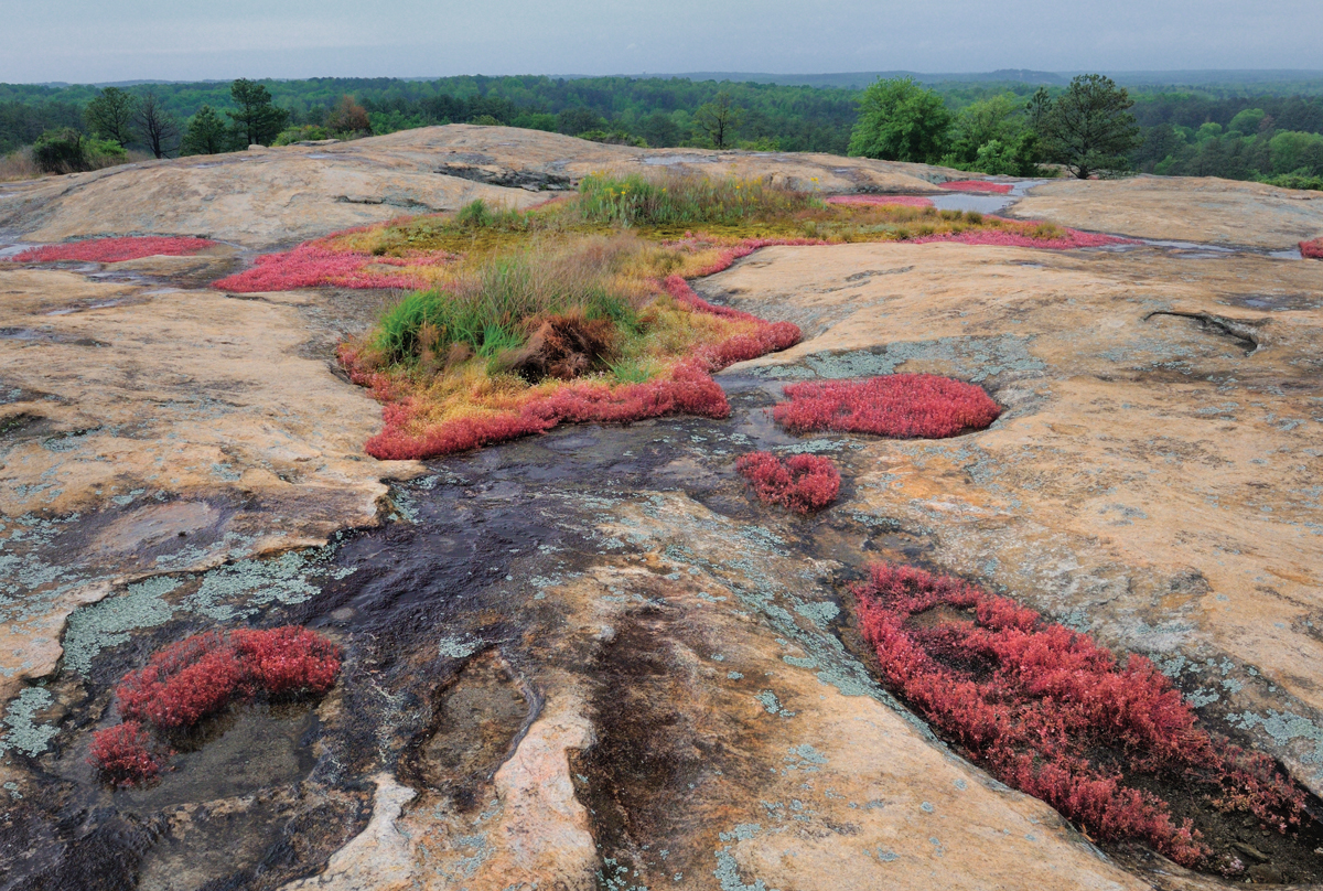 A love letter to Arabia Mountain