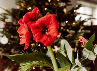 Garden Tip: Don’t chuck your amaryllis in the new year