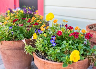 How to take care of potted plants