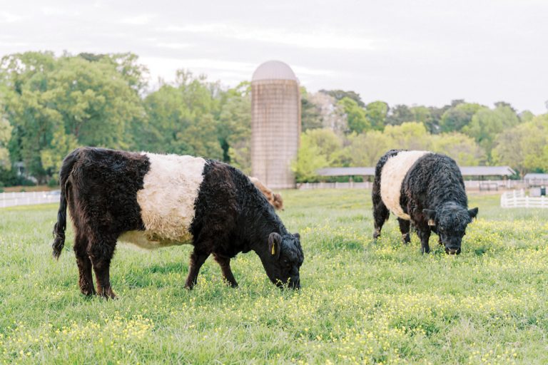 5 Southern farm stay experiences, perfect for a rural retreat