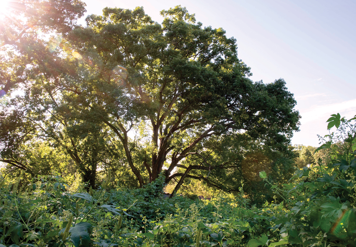 Atlanta's oldest white oak