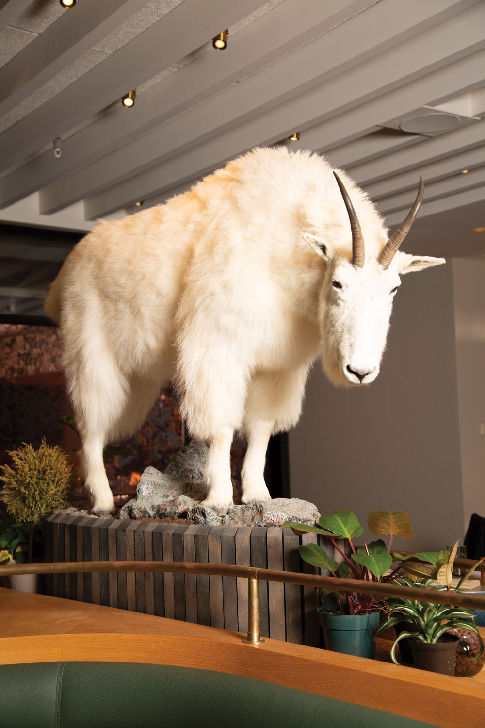 A taxidermic white mountain goat 