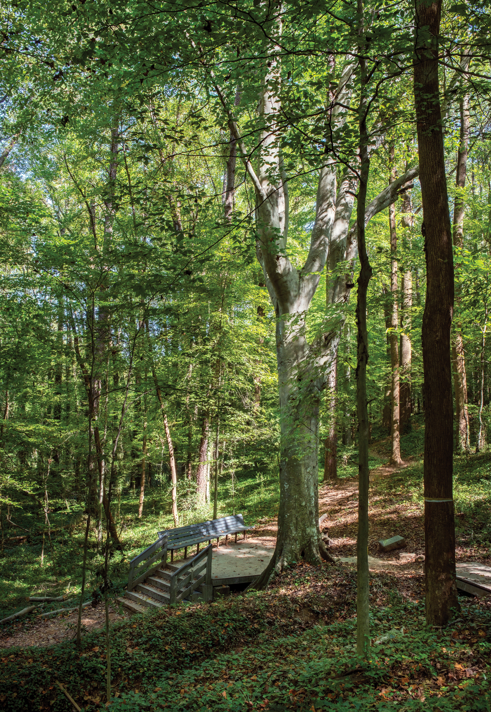Beech tree
