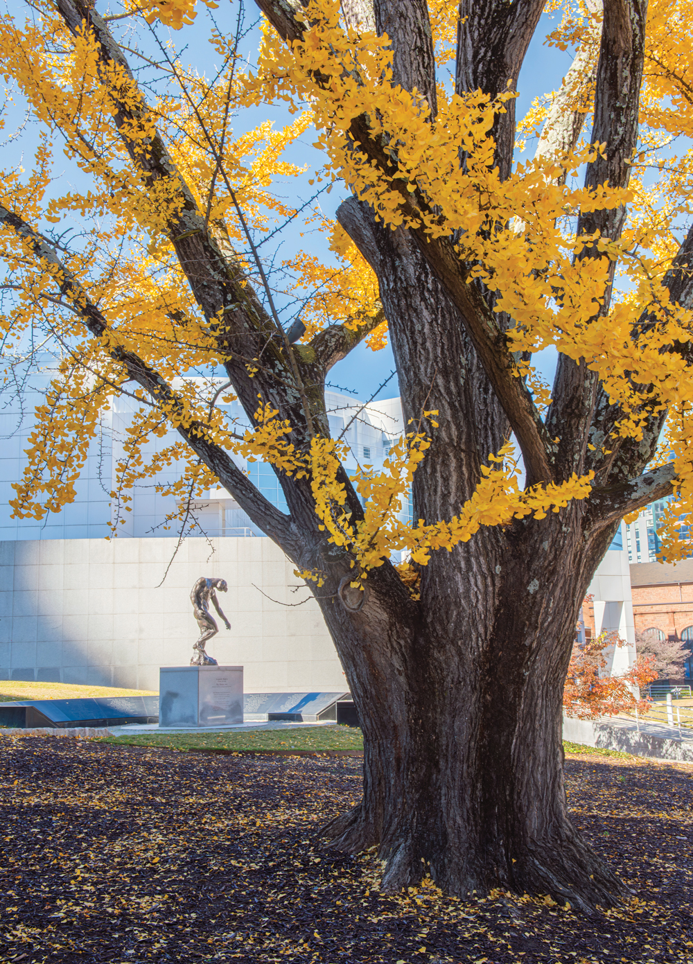 Ginkgo tree