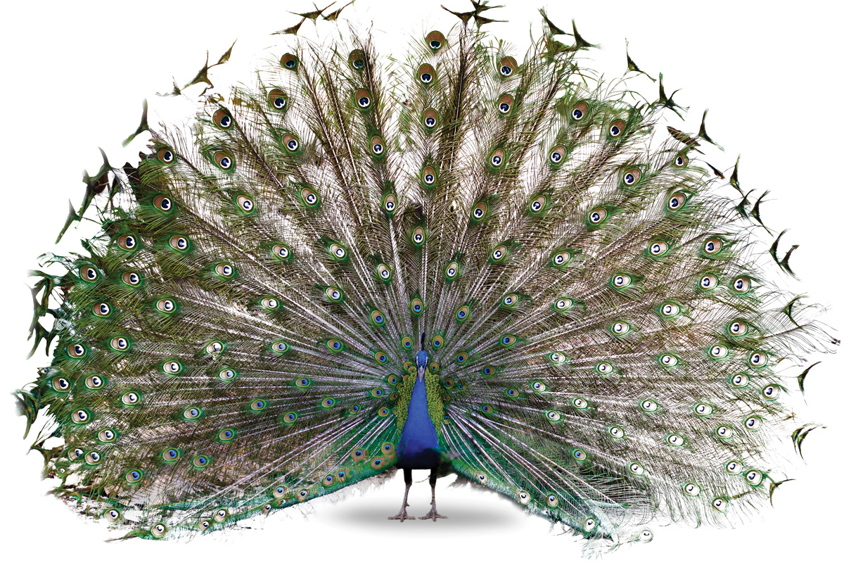 a peacock