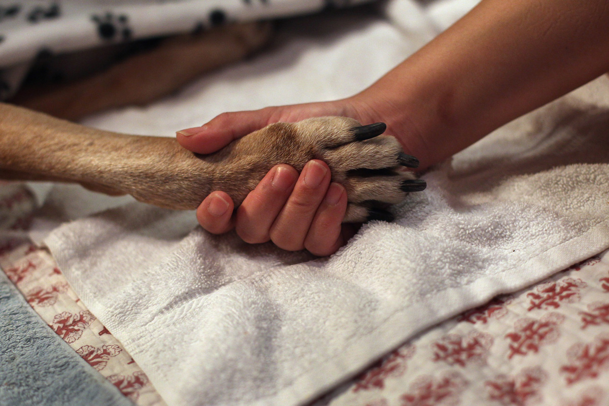 A close up of a woman's hand holding the paw of her dog