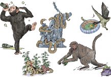 Illustrations of a monkey drinking beer, snakes on trees, a falcon flying away from a stadium, a monkey stealing money, and a lizard with a squirrel