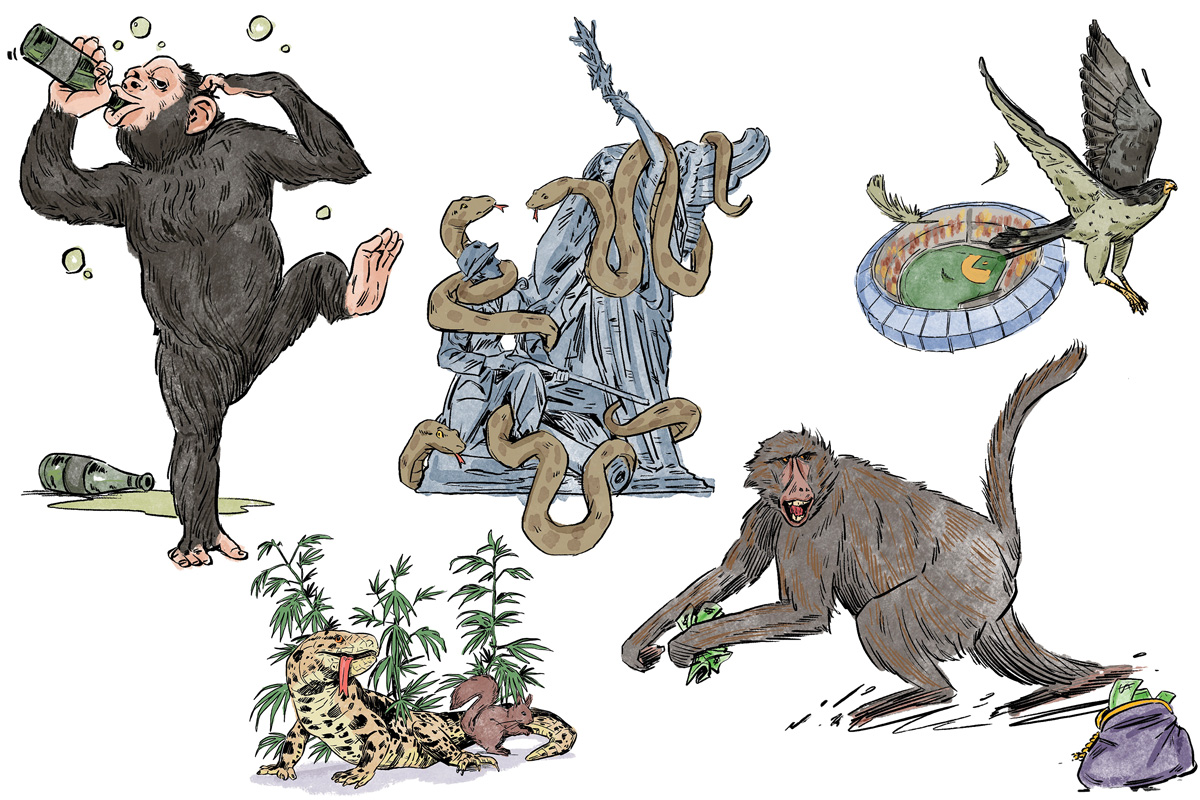 Illustrations of a monkey drinking beer, snakes on trees, a falcon flying away from a stadium, a monkey stealing money, and a lizard with a squirrel