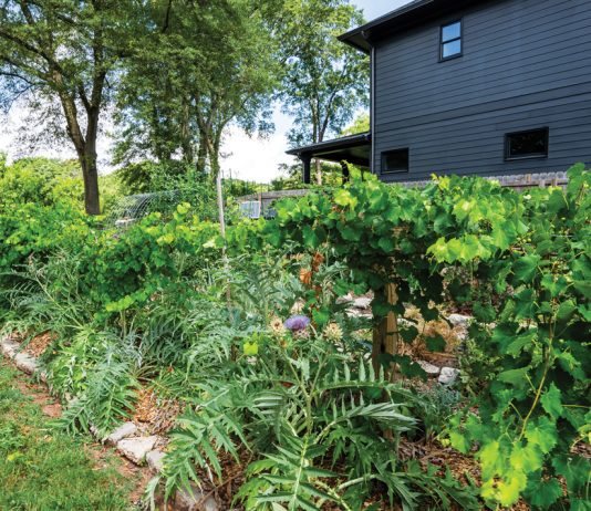 a home bordered by grape vines and artichokes