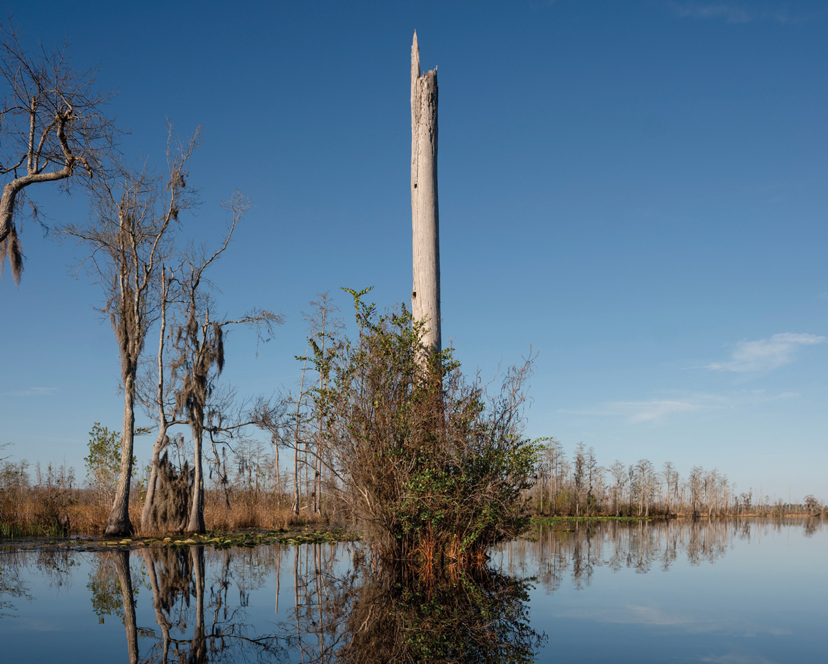 The Okefenokee Swamp