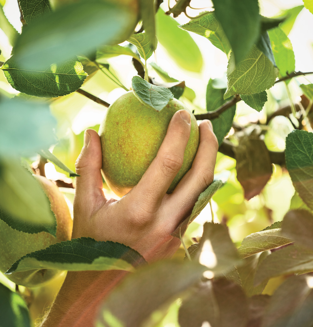 a hand picks a green apple off a branch