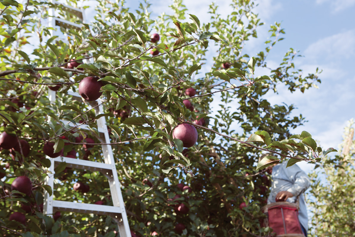 Apple orchards in North Georgia