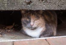 a white, grey, and orange cat hides under a street curb