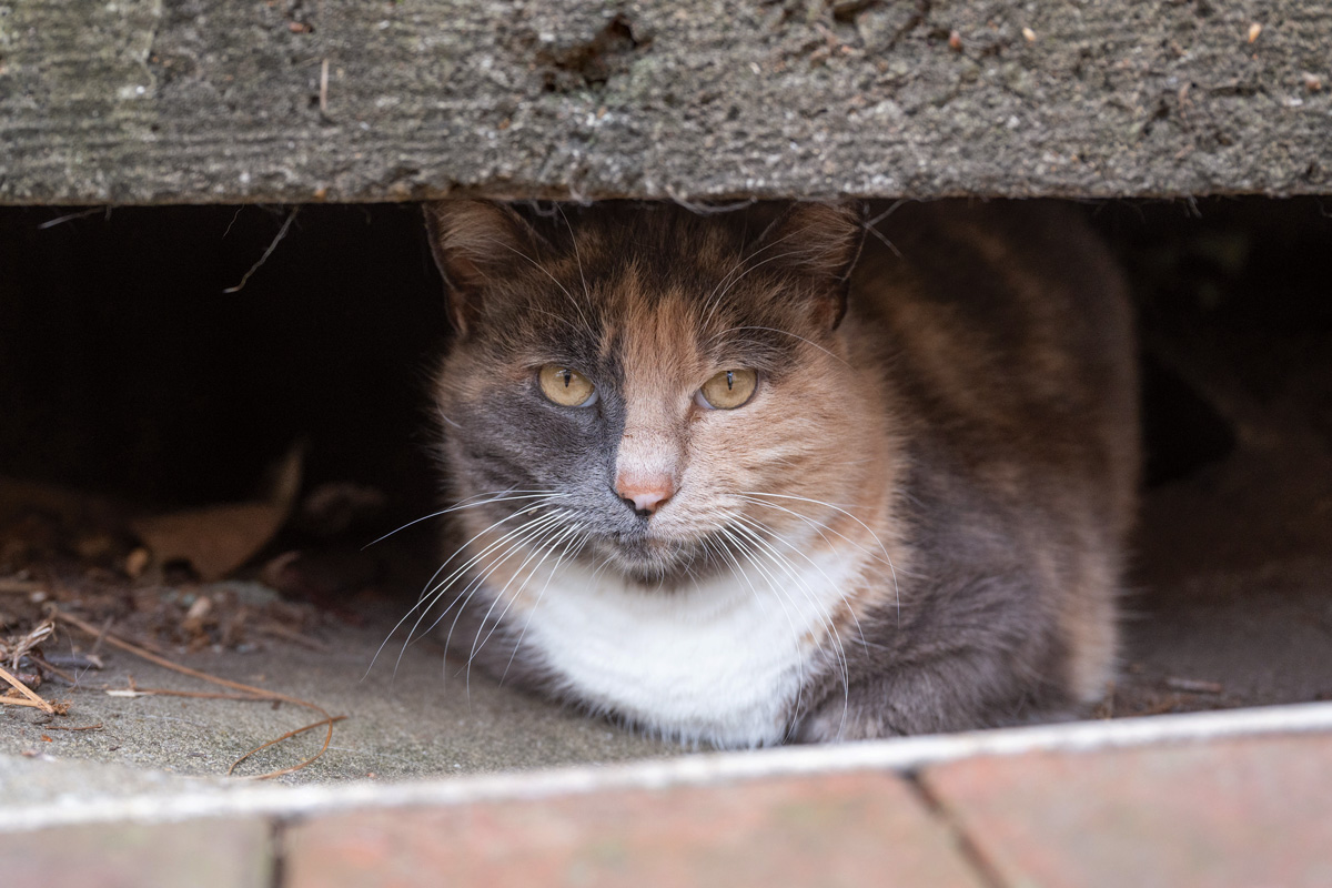 a white, grey, and orange cat hides under a street curb