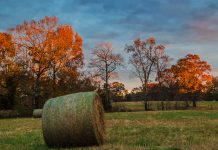 Autumn Adventures in JoCo as You Travel through NC