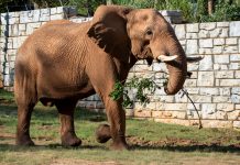 Trail to Table: How the Atlanta Beltline is feeding Zoo Atlanta’s animals Zoo Atlanta Beltline trees
