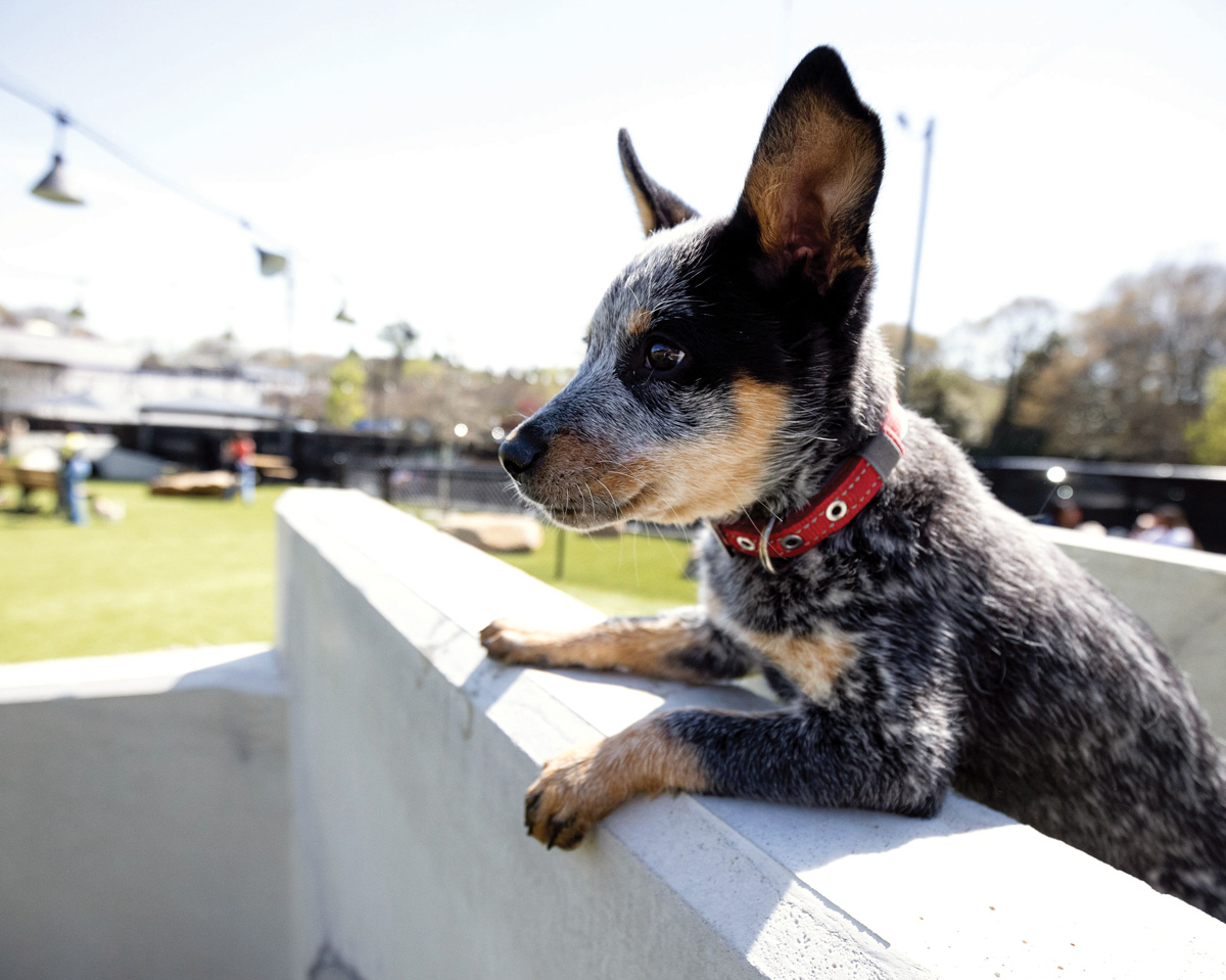 Skiptown, best doggie day care