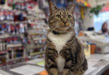 Saffron the cat, at ACE Intown Hardware