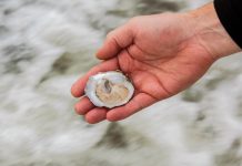 a hand holding an oyster