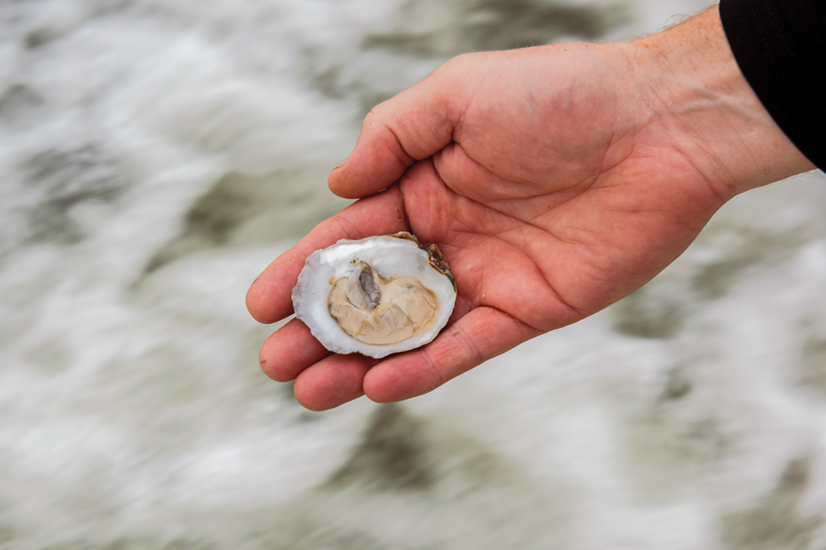 With sustainable aquaculture, Georgia’s oyster industry is making a promising comeback
