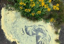 Spring pollen collecting in a pool of water at Arabia Mountain National Heritage Area