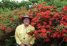 Charles Andrews with a Cumberland azalea