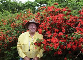 Charles Andrews with a Cumberland azalea